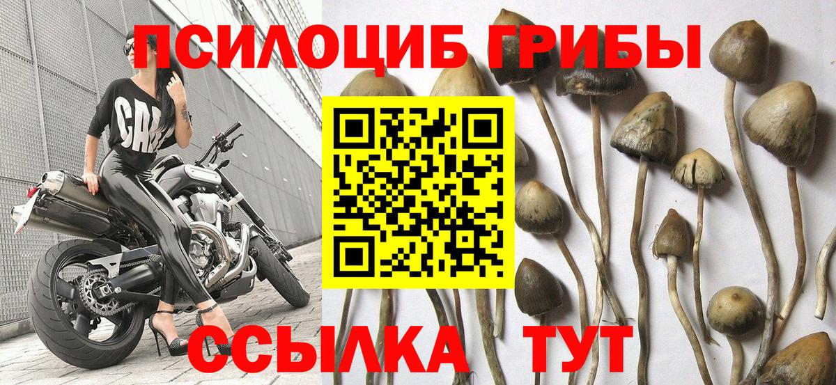 Псилоцибиновые грибы Magic Shrooms  Галлюциногенные грибы Magic Shrooms  Юрга  Вход с VPN 